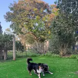 תמונת לקוח עבור דקל כהן