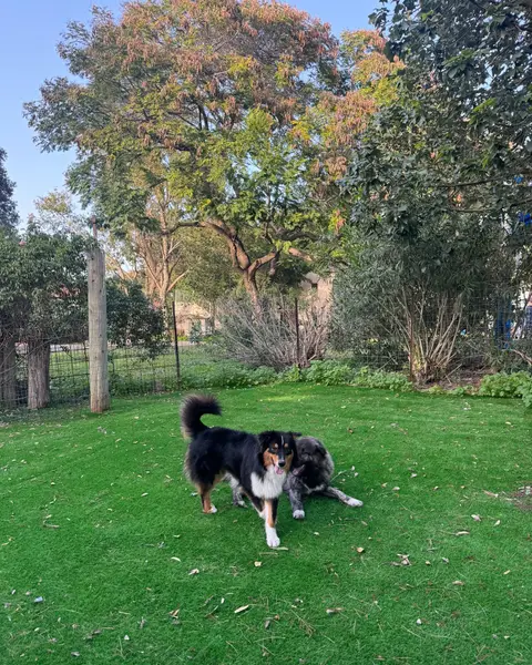 שחף עם לקוחות וכלב בתהליך