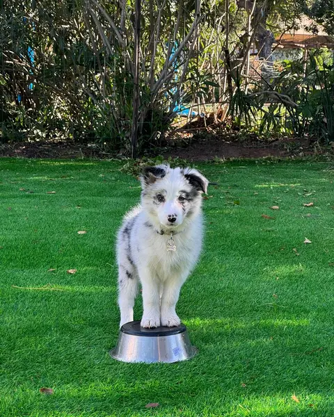 כלבי פנסיון בחצר