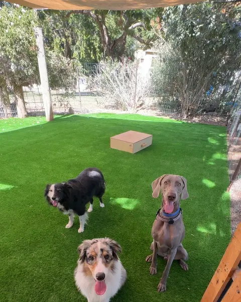 כלב מאולף עם הבעלים שלו