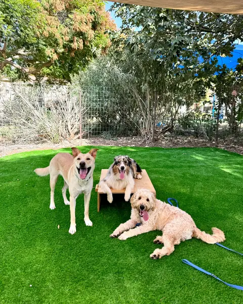 שחף במהלך אימון עם כלב