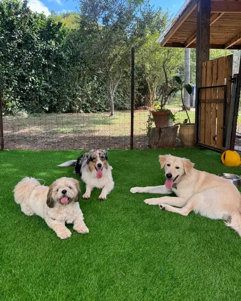 כלב בפנסיון הביתי של שחף