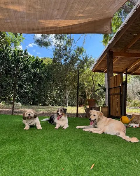 שחף עם כלבים ולקוחות מחייכים